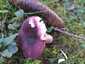 Barnulóhúsú galambgomba (Russula xerampelina), Őrség